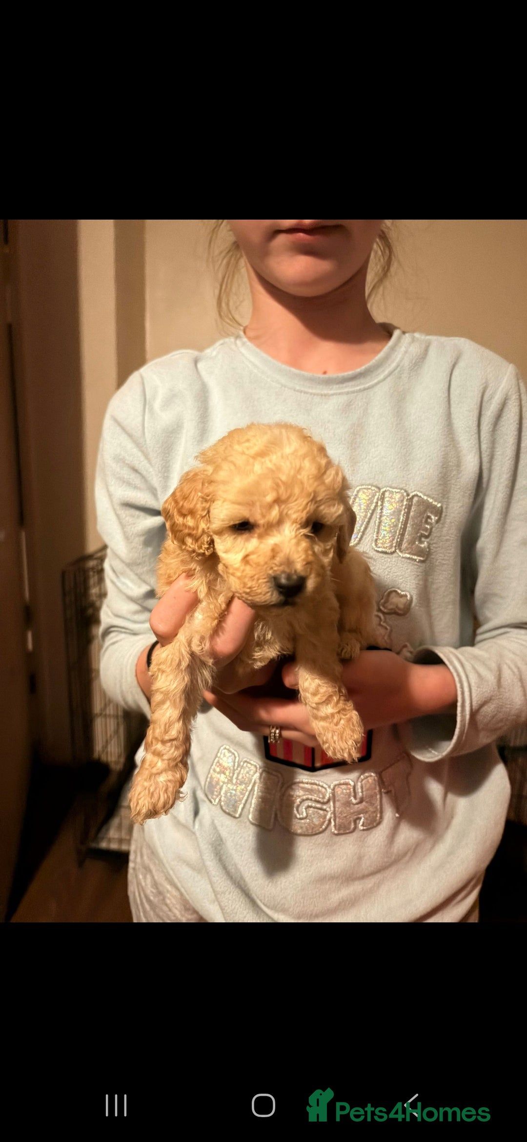 Miniature Poodle dogs for sale: Miniature poodles, beautiful lovley poodles - Image 5