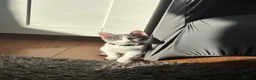 Domestic Shorthair cats for sale: Female Domestic Shorthair Cat Grey and White in Croydon - Advert 2