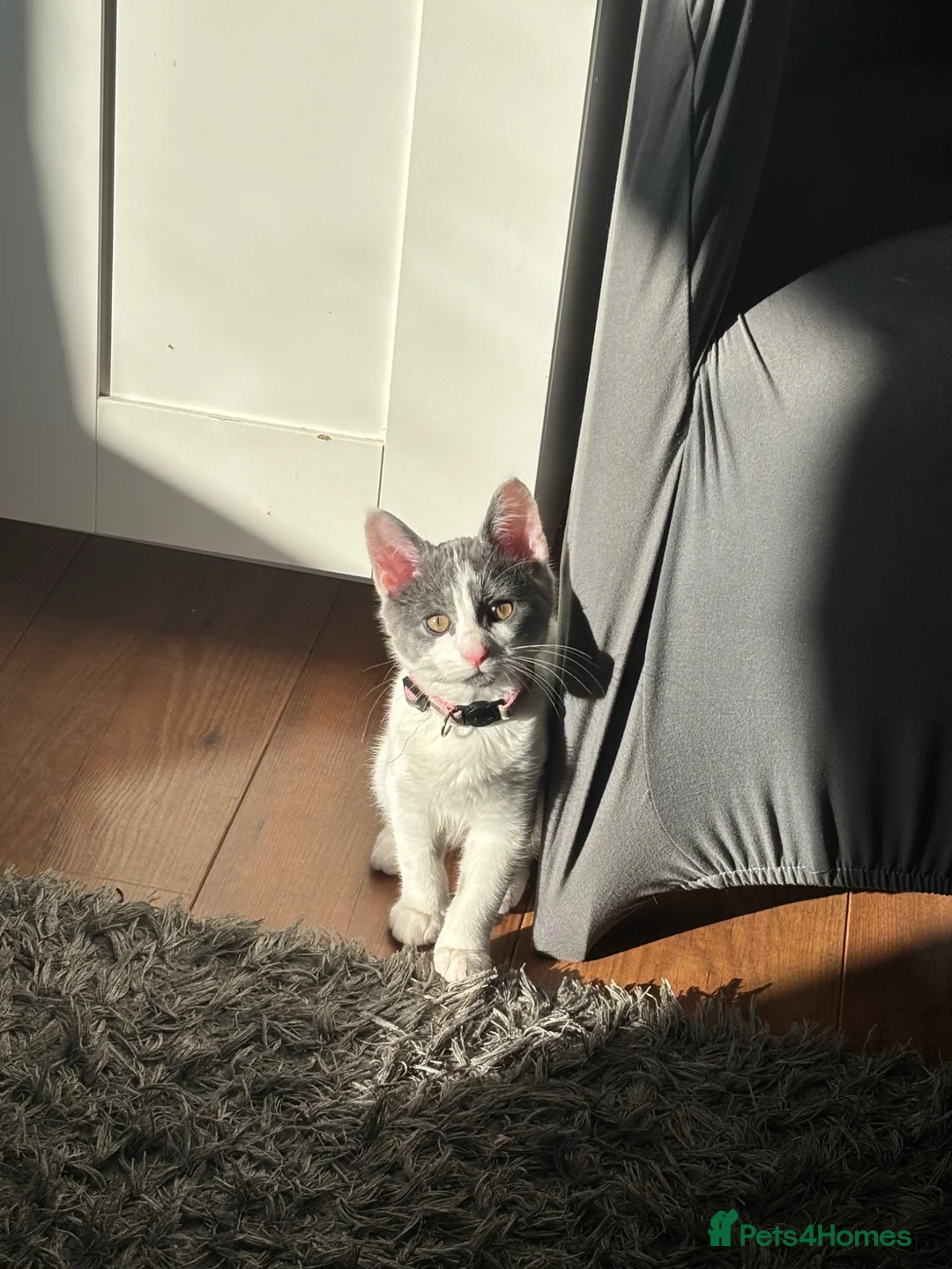 Domestic Shorthair cats for sale: Female Domestic Shorthair Cat Grey and White in Croydon - Advert 2