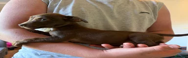 Jack Russell Puppy 1