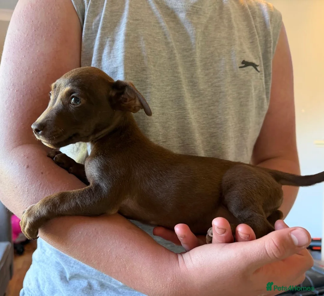 Jack Russell dogs for sale: Jack Russell puppy’s ready for their forever home  - Advert 10