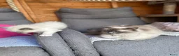 Ragdoll cats for sale: Ragdoll kittens  - Advert 10