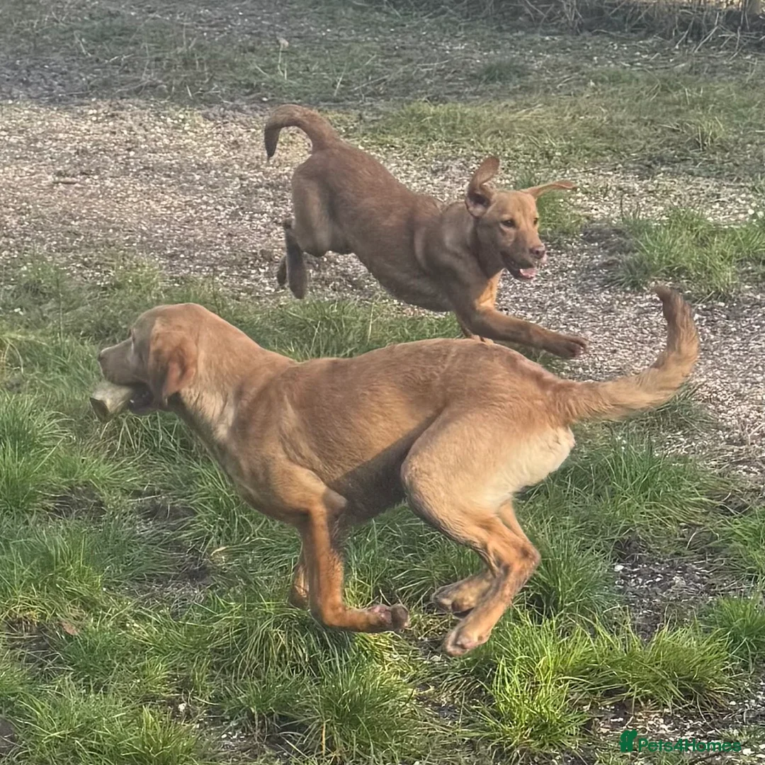 Labrador Retriever dogs for sale: 🧡 Older Yellow & Red RKC Labrador Boys 💛 - Advert 11