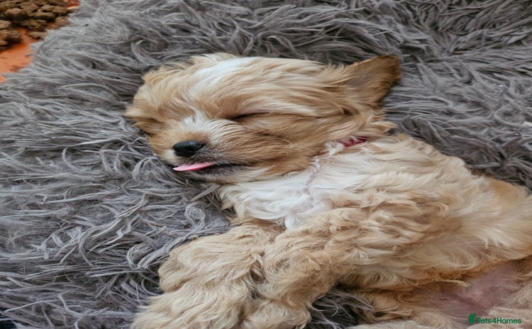 Mixed Breed dogs - Advert 1