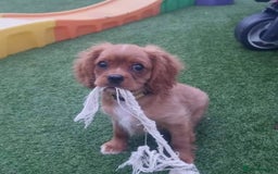 Cavalier King Charles Spaniel dogs for sale: Female Ruby KC Cavalier King Charles Spaniel - Image 8