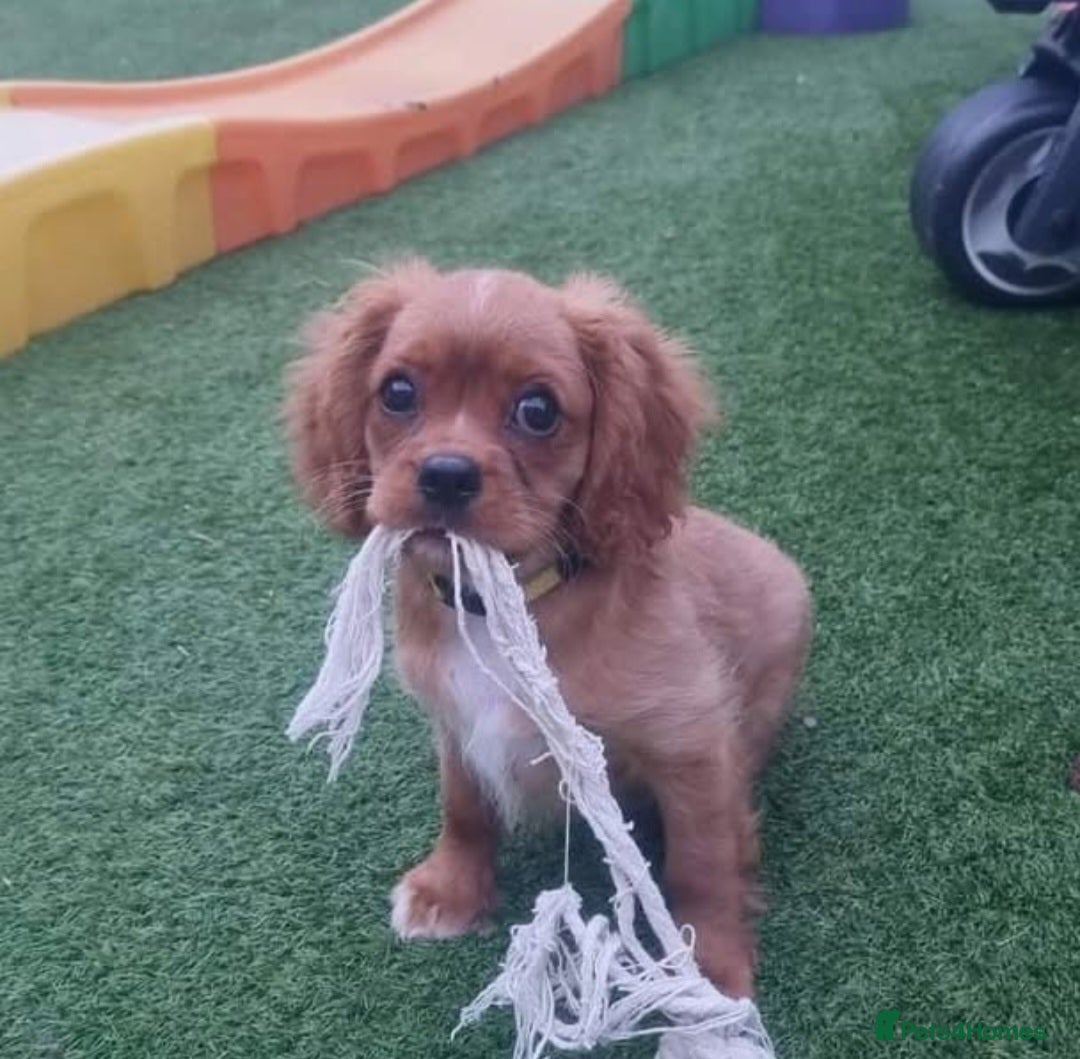 Cavalier King Charles Spaniel dogs for sale: Female Ruby KC Cavalier King Charles Spaniel - Image 8