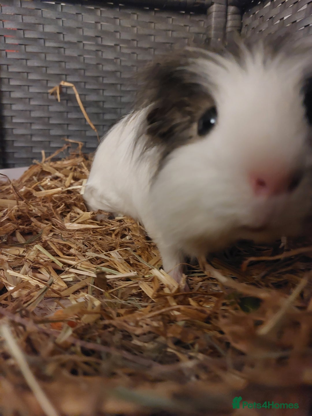 Guinea Pig rodents for sale: 2 x Male Guinea Pigs - Advert 4