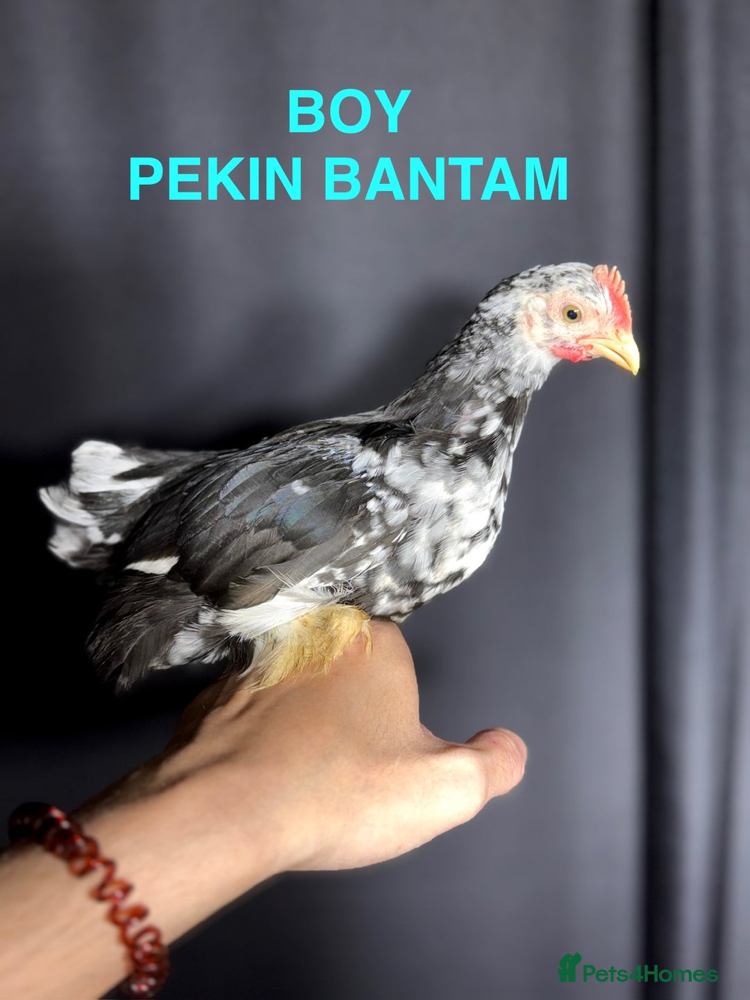 Chickens poultry for sale: Beautiful Pekin Bantam chicks for sale - Image 7