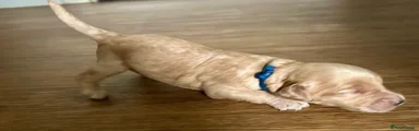 Labradoodle 3
