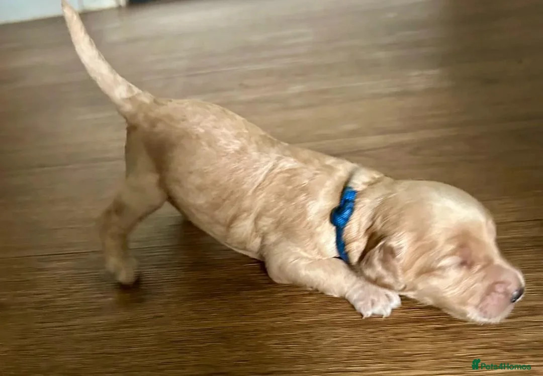 Labradoodle dogs for sale: Gorgeous Apricot & Red Labradoodle Puppies. in Manchester - Advert 8