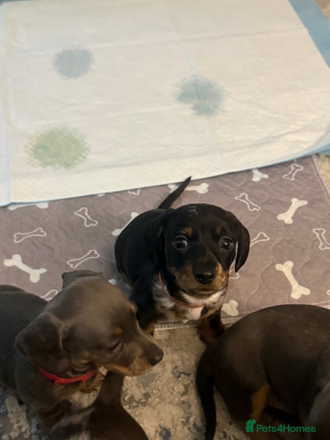 Miniature Dachshund dogs for sale: Miniature Daschund puppies - Advert 6