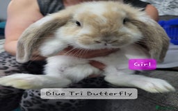 French Lop rabbits for sale: Pure Bred French Lop babies - Image 5