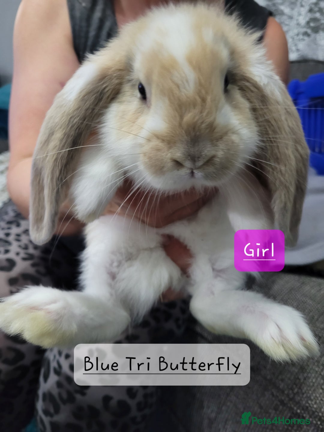 French Lop rabbits for sale: Pure Bred French Lop babies - Image 5