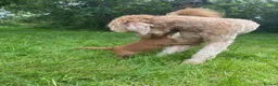 Australian Labradoodle dogs for sale: Australian Labradoodle puppies - Advert 14