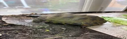 Tortoise reptiles for sale: Horsefield Tortoises  in Eastleigh - Advert 2