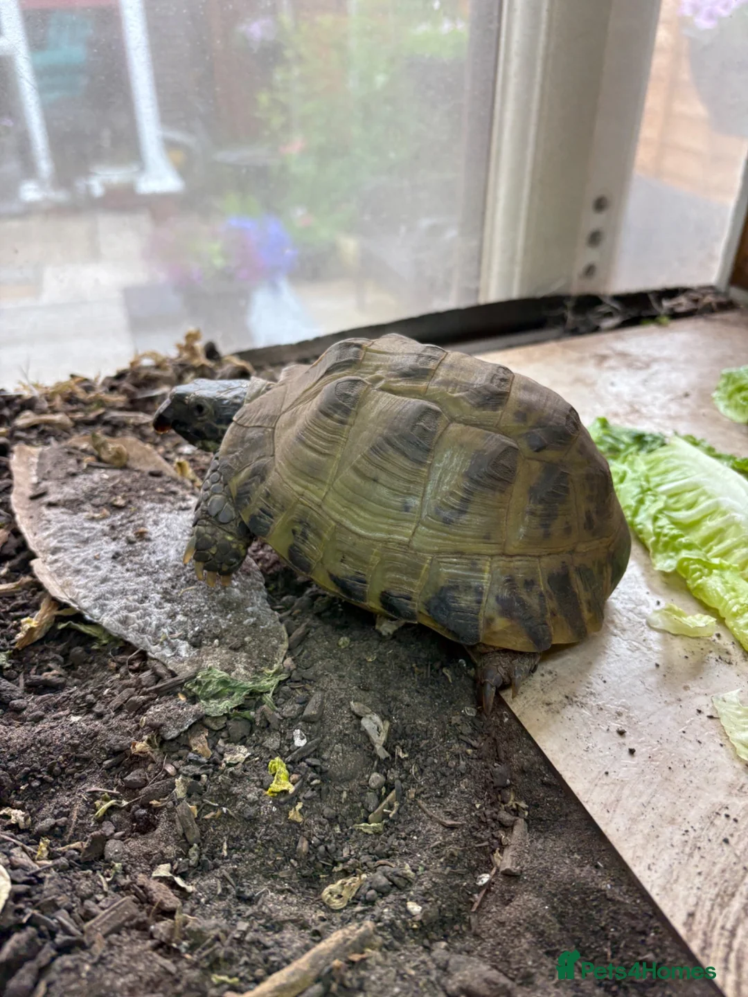 Tortoise reptiles for sale: Horsefield Tortoises  in Eastleigh - Advert 2