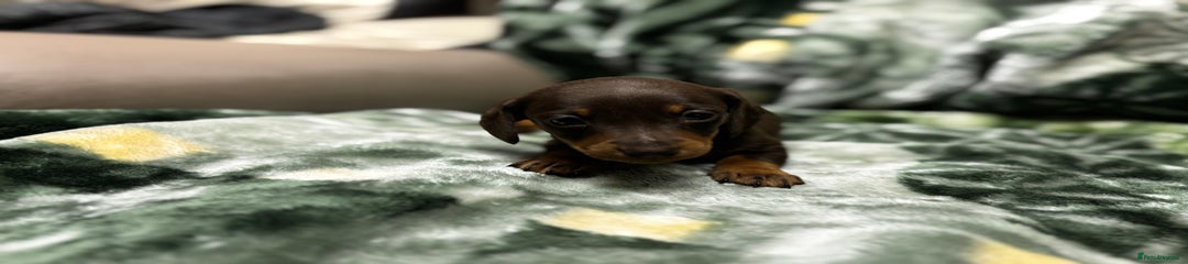 Miniature Dachshund Puppy 3