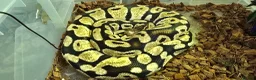 Mixed Breed reptiles for sale: Ball Pythons And Corn Snake For Sale - Advert 9
