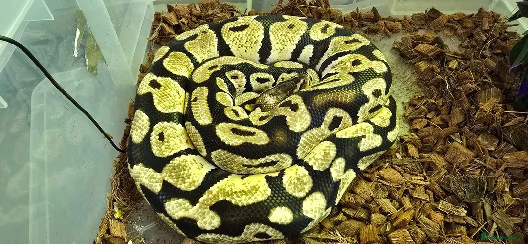Mixed Breed reptiles for sale: Ball Pythons And Corn Snake For Sale - Advert 1
