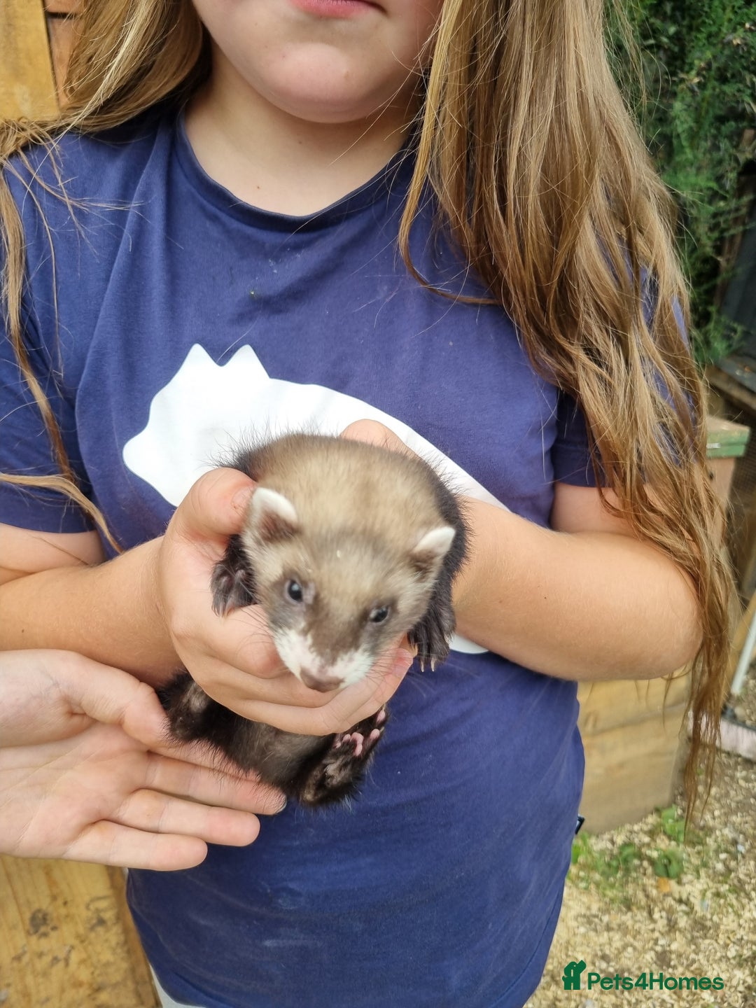 Ferret rodents for sale: Quater ferret kits - Image 8