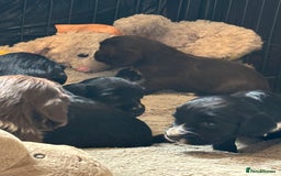Cocker Spaniel dogs for sale: Working type cocker spaniel puppies  - Image 9