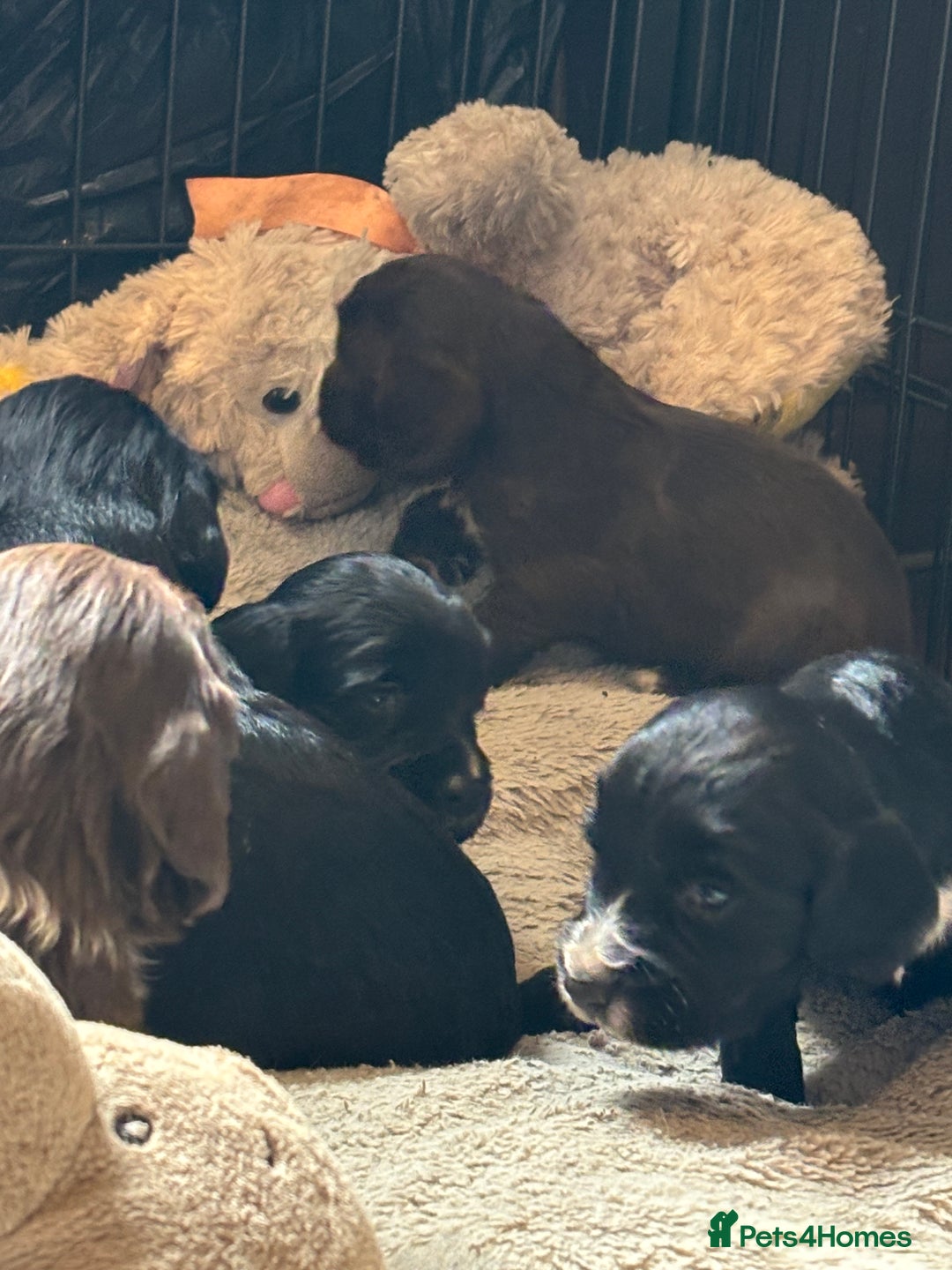 Cocker Spaniel dogs for sale: Working type cocker spaniel puppies  - Image 9