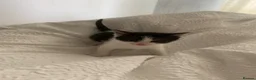 Mixed Breed cats for sale: Male kittens  - Advert 8