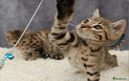 Bengal cats for sale: 🔥Stunning Bengal Kittens last little girl left 🔥 - Image 5