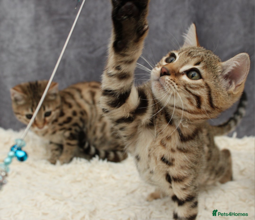 Bengal cats for sale: 🔥Stunning Bengal Kittens last little girl left 🔥 - Image 5