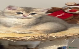 Scottish Fold cats for sale: Lovely Scottish Straight Kittens Ready fo Families - Advert 5