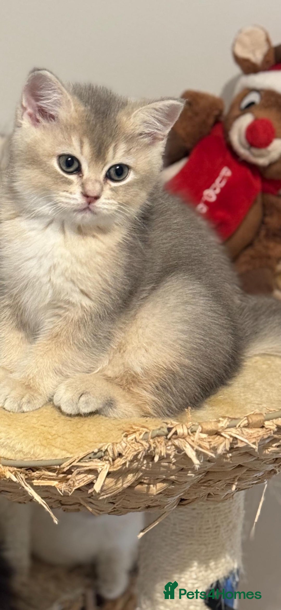 Scottish Fold cats for sale: Lovely Scottish Straight Kittens Ready fo Families - Advert 5