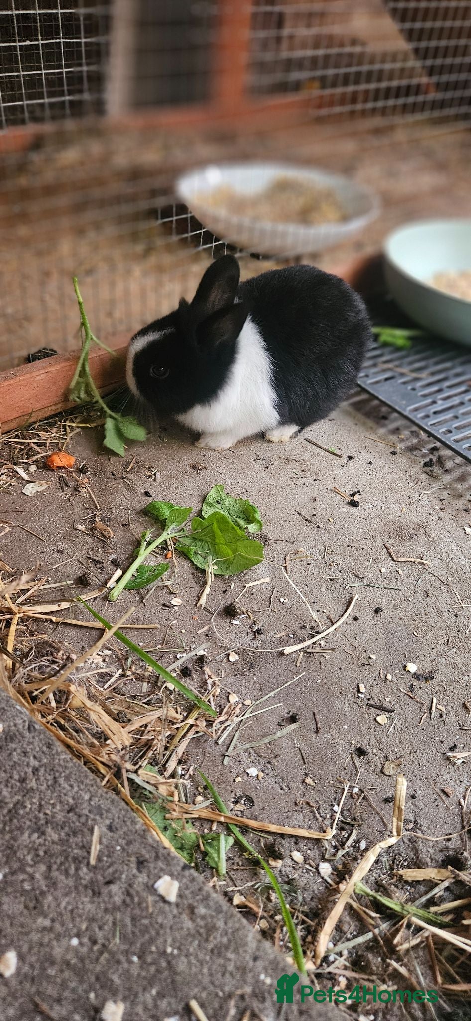 Mixed Breed rabbits They are so cute babys 🥰 - Advert 2