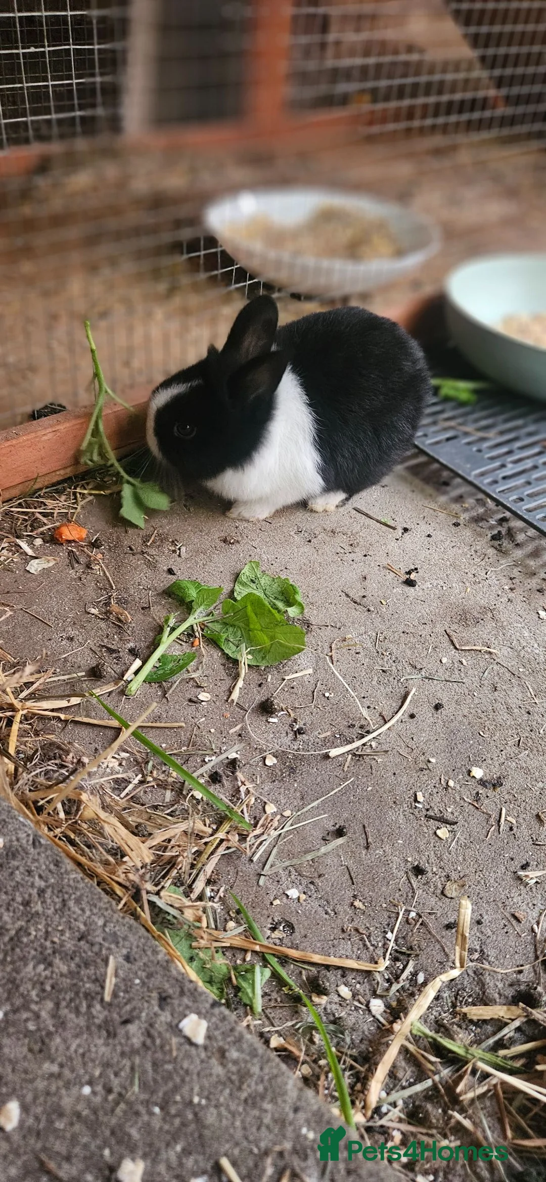 Mixed Breed rabbits for sale: They are so cute babys 🥰 - Advert 2