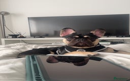 French Bulldog dogs for sale: French bulldog 11 months old - Image 3