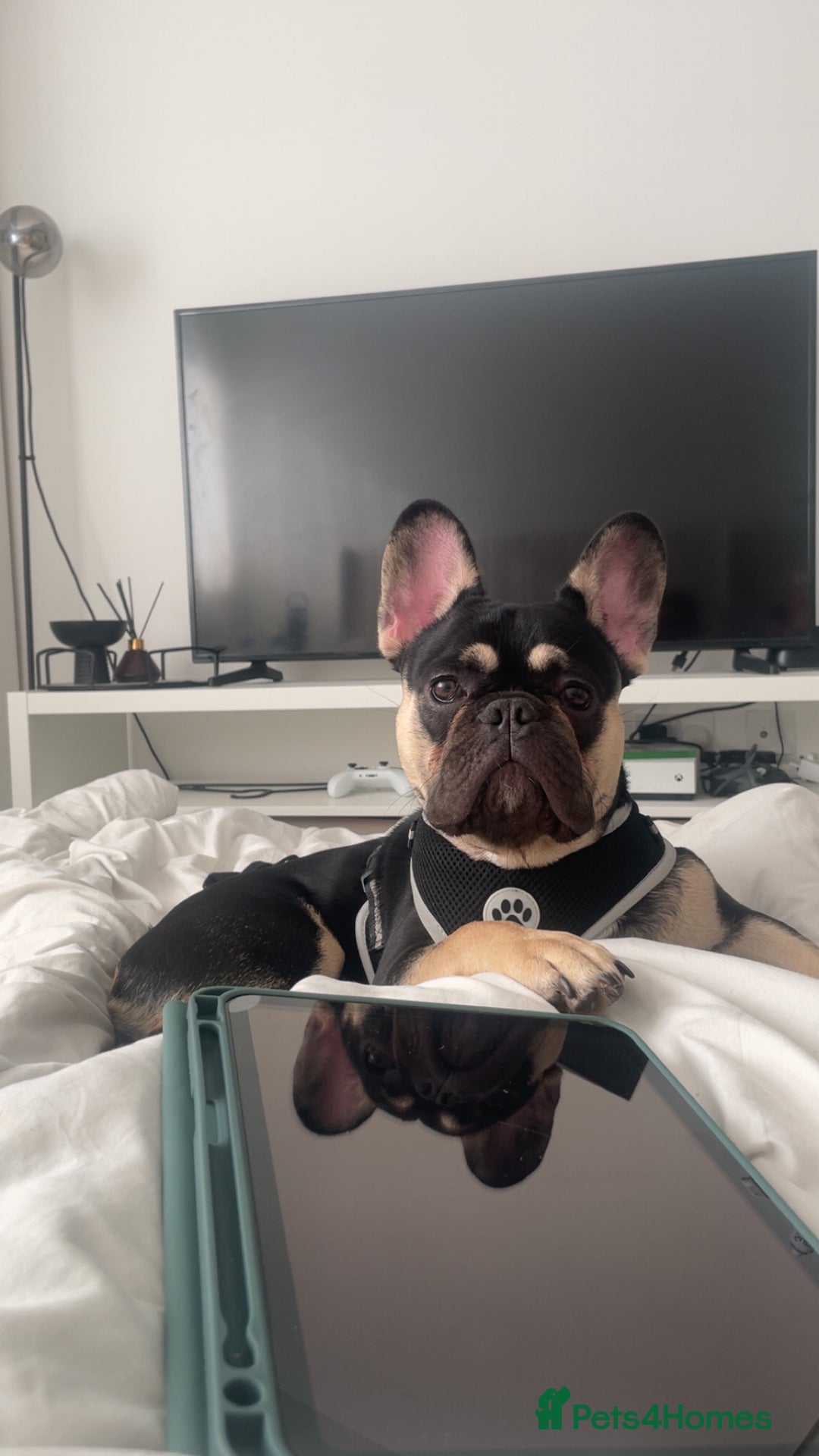 French Bulldog dogs for sale: French bulldog 11 months old - Image 3