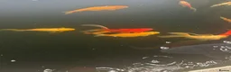 Goldfish fish for sale: Selection of Large Pond Gold Fish in Bicester - Advert 4