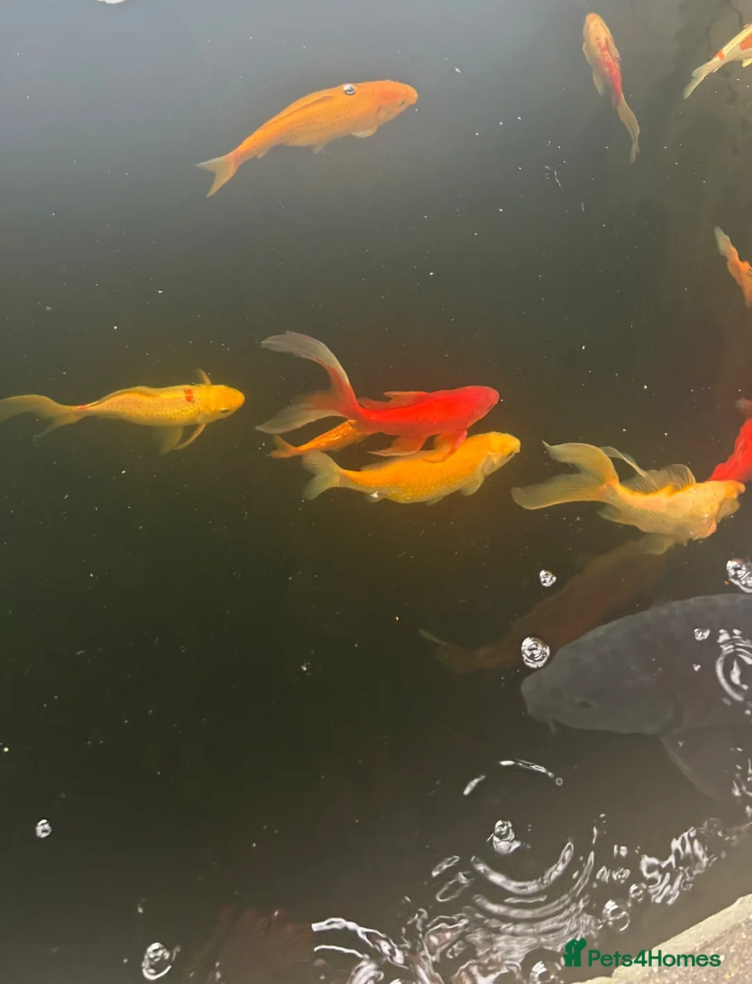 Goldfish fish for sale: Selection of Large Pond Gold Fish in Bicester - Advert 4