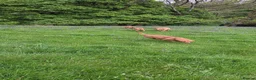 Labrador Retriever dogs for sale: Fox red labradors in Clitheroe - Advert 5