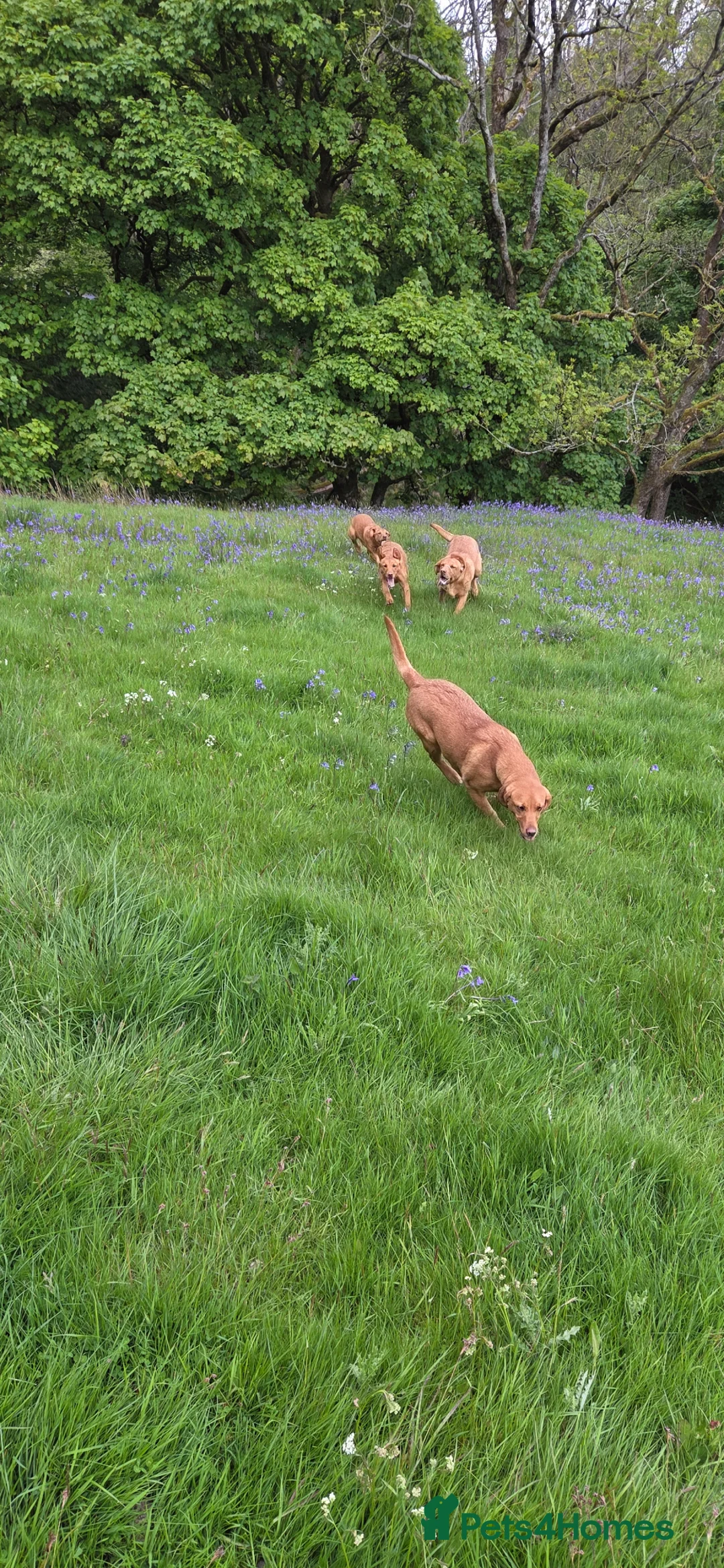 Labrador Retriever dogs for sale: Fox red labradors in Clitheroe - Advert 5