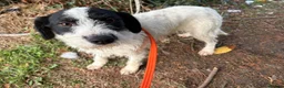 Mixed Breed dogs for adoption: Dylan - Norwich Norfolk  - Advert 7