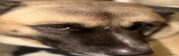 Akita dogs for sale: Larry the big American Akita  - Advert 3