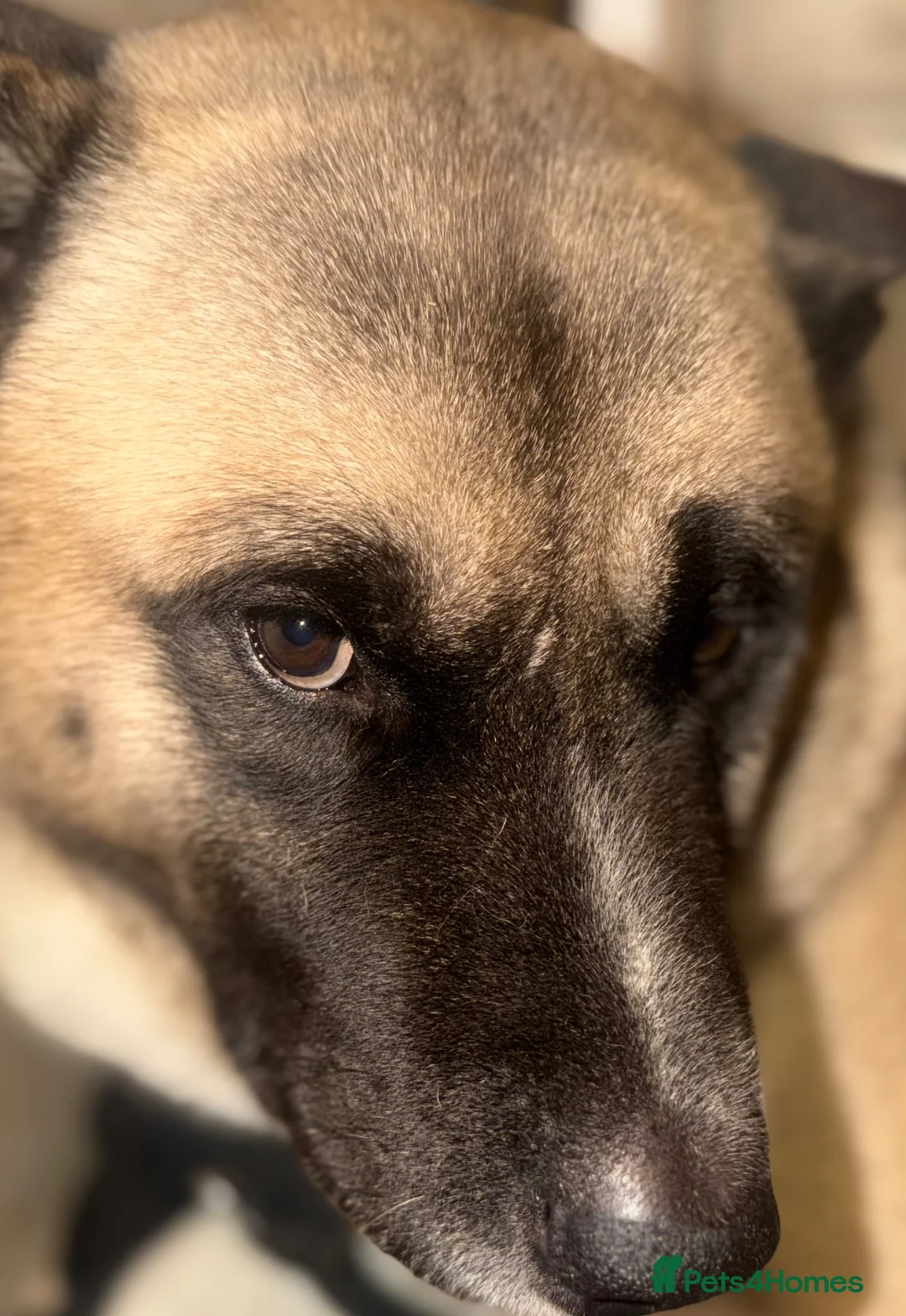 Akita dogs for sale: Larry the big American Akita  - Advert 3
