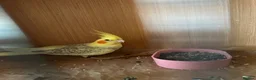 Cockatiels birds for sale: 2 pair cockatiels for sale £200 a pair  - Advert 7