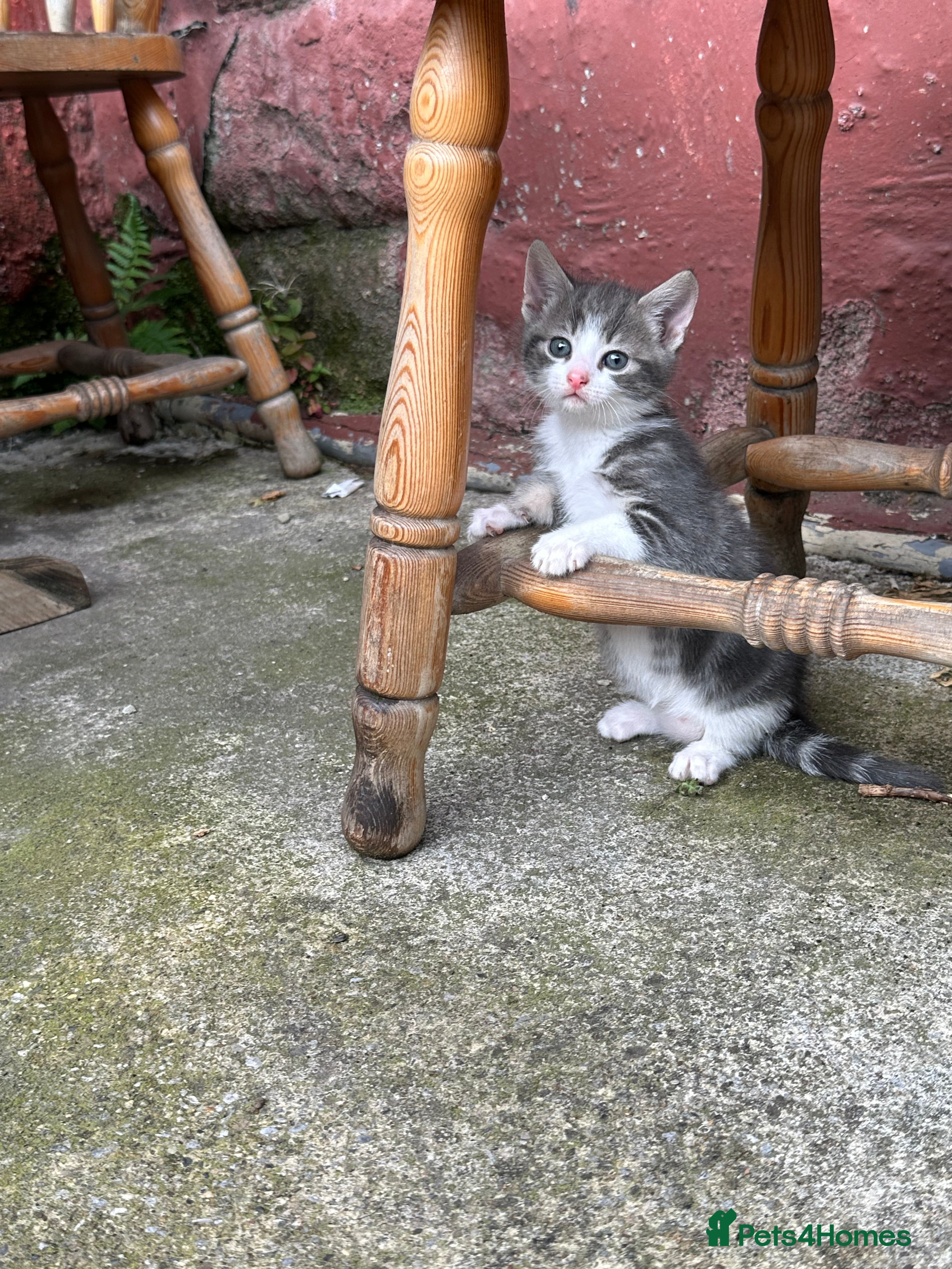 British Shorthair cats Beautiful Grey & White Male Kitten - Advert 17