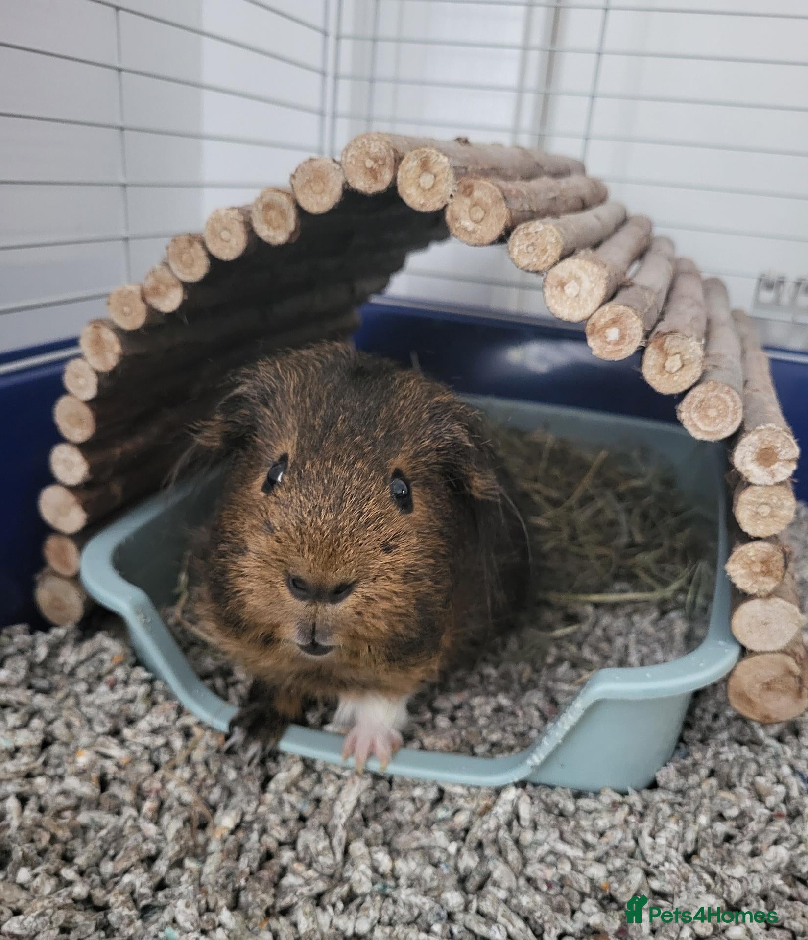 Guinea Pig rodents Guinea pig boar - Advert 2