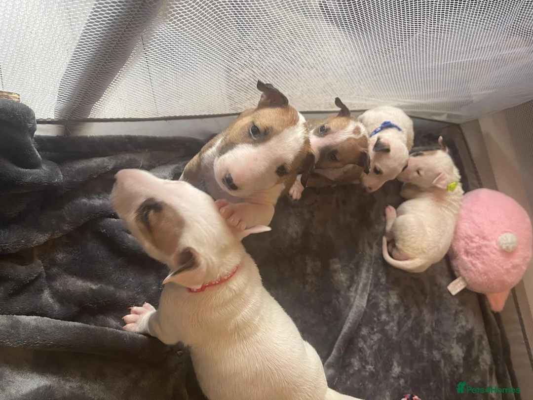 English Bull Terrier dogs for sale: 🐶 KC Registered English Bull Terrier Puppies 🐶 - Advert 2