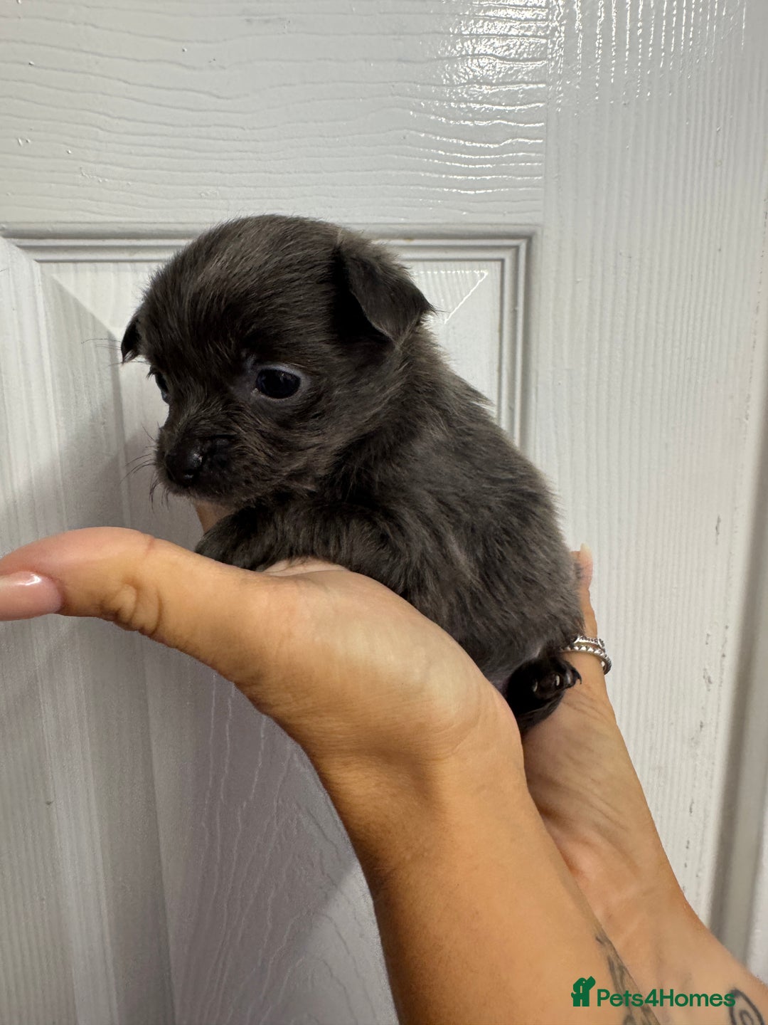 Chug dogs for sale: 6 beautiful chug puppies for sale ❤️ - Image 33