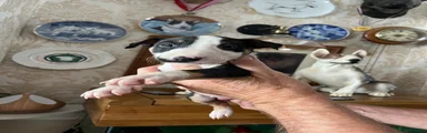 English Bull Terrier 3