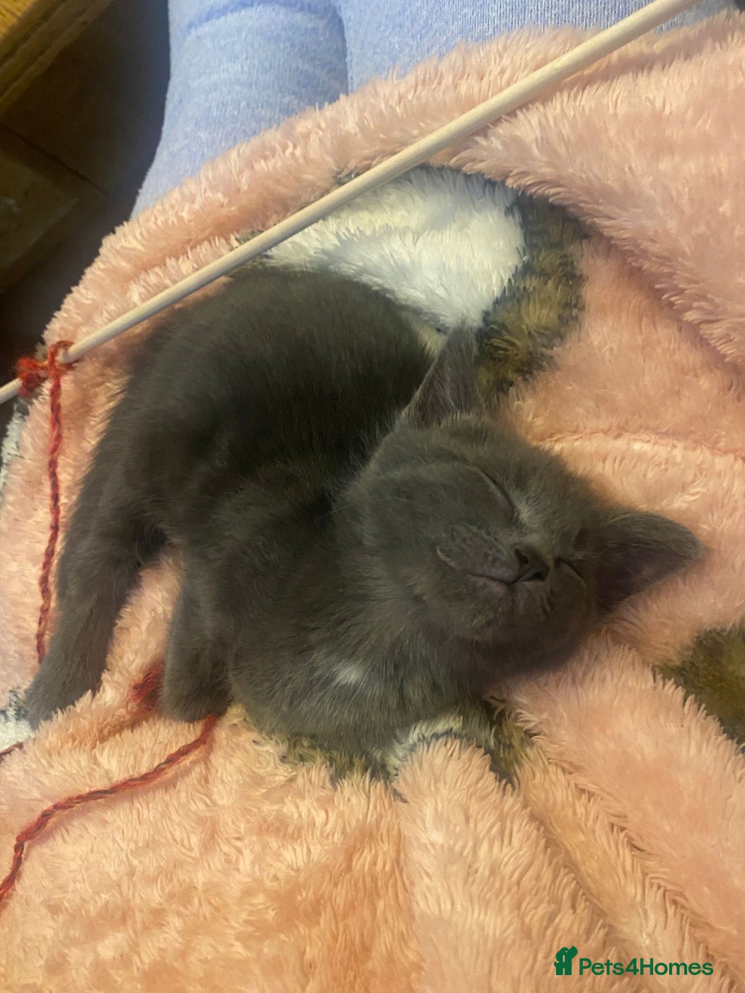 Russian Blue cats for sale: Girl Russian blue kitten 9 weeks  - Advert 3