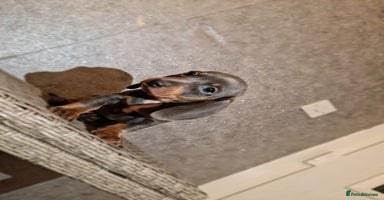 Miniature Dachshund dogs - Advert 13